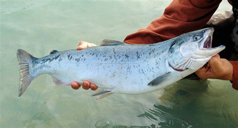 Capelin Fishing: Techniques, Bait and Gear - TRIZILY.COM