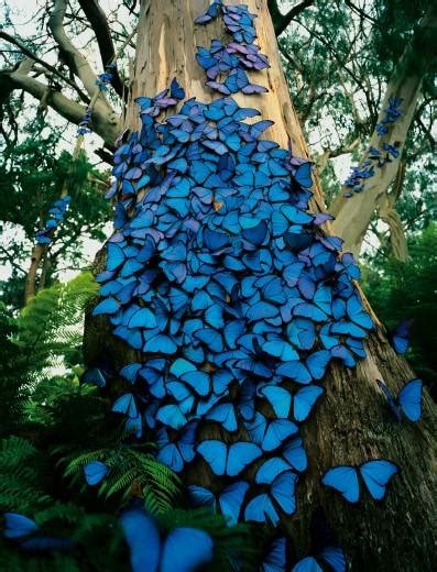 Blue butterflies photo on Sunsurfer