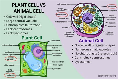 Difference Between Plant and Animal Cells