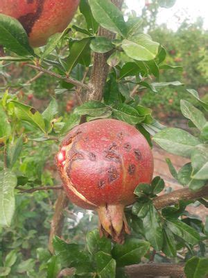 Bacterial Blight of Pomegranate | Pests & Diseases