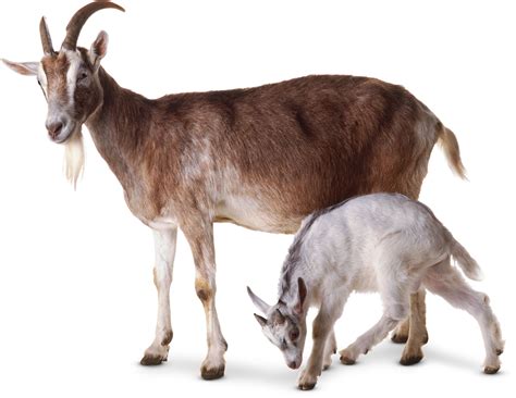 Goat Facts For Kids | What Are Goats? | DK Find Out