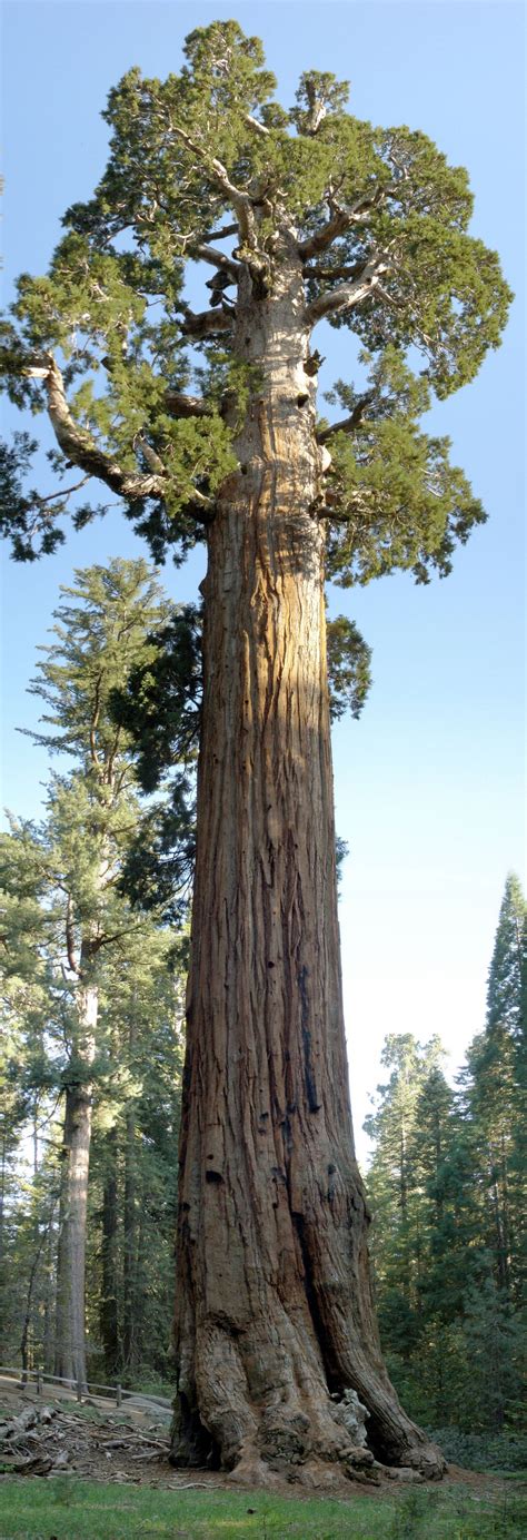 Explore the Majestic Beauty of Kings Canyon National Park