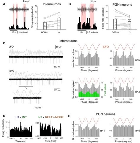 Acitivity of Putative LGN Interneurons and PGN Neurons during α ...