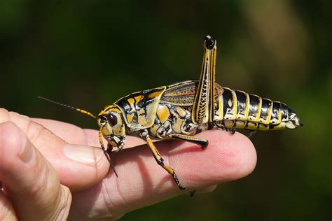 Eastern Lubber Grasshopper (Romalea microptera)