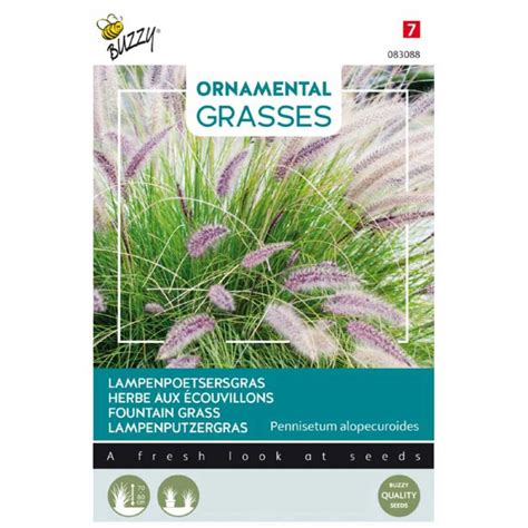 Fountain Grass seeds - Ornamental grass Seeds • Tuinzaden.eu