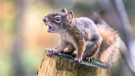 A Rampaging Squirrel Attacked 18 People In a Small Welsh Village | Mental Floss