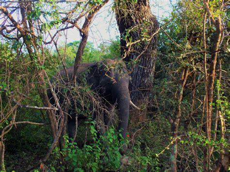 Yala National Park – Sunrise Ballooning