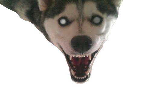 Creepy smiling husky by DracoAwesomeness on DeviantArt