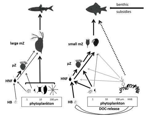 Zooplankton Food Chain