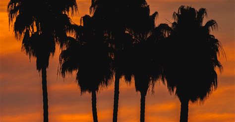 Silhouette of Trees during Sunset · Free Stock Photo