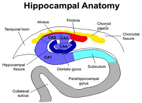 Dentate Gyrus; Dentate Fascia; Fascia Dentata; Gyrus Dentatus