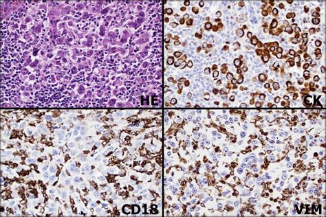 Immunohistochemistry • MSPCA-Angell