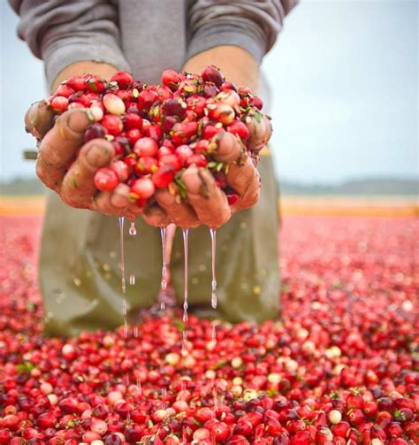 Wisconsin’s Fall Cranberry Harvest (With images) | Cranberry festival ...