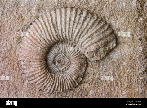 Fossil - prehistoric snail - ammonite Stock Photo - Alamy