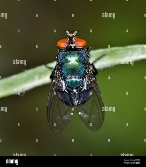 Blue bottle fly hi-res stock photography and images - Alamy