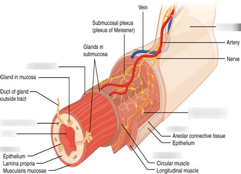 Layers of gastrointestinal tract Diagram | Quizlet