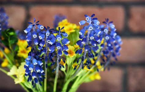 A Bouquet of Blue Sapphire Flowers in the Spring Stock Photo - Image of ...