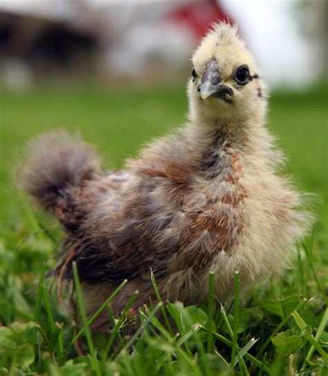 Incubating and hatching Silkie eggs - Cluckin