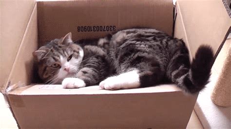 15 GIFs Of Cats In Boxes (PHOTOS) | HuffPost