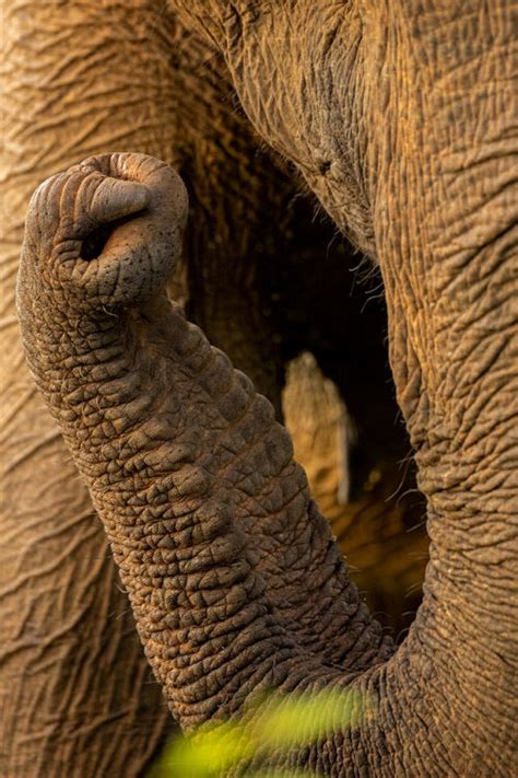 Elephant's Trunk - Francis J Taylor Photography