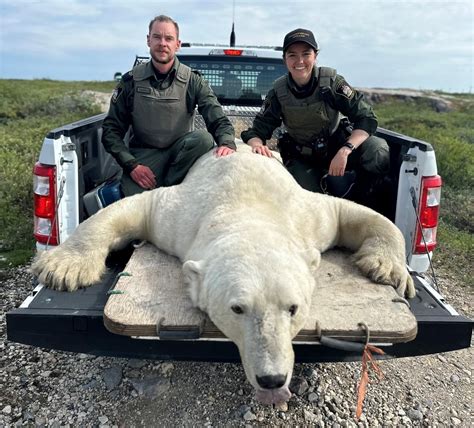 Churchill on track for record number of polar bear reports this season, conservation officers ...