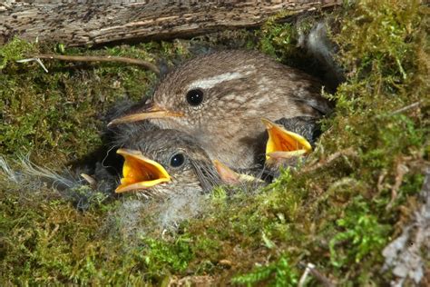 Wren: nest, song & eggs - Plantura