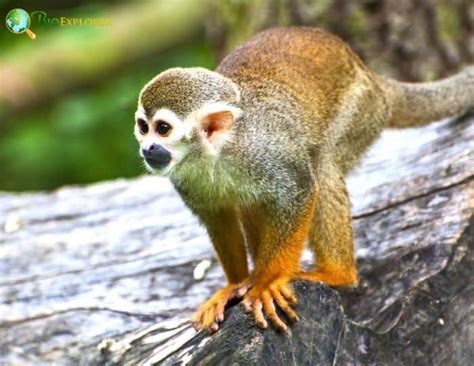 Guianan squirrel monkey Characteristics | Saimiri sciureus Diet & Facts