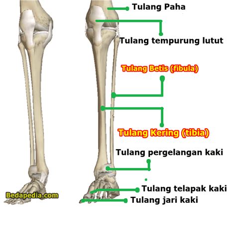 Tulang Kaki Terdiri Dari : Kaki dibagi menjadi tiga bagian - lartikzci