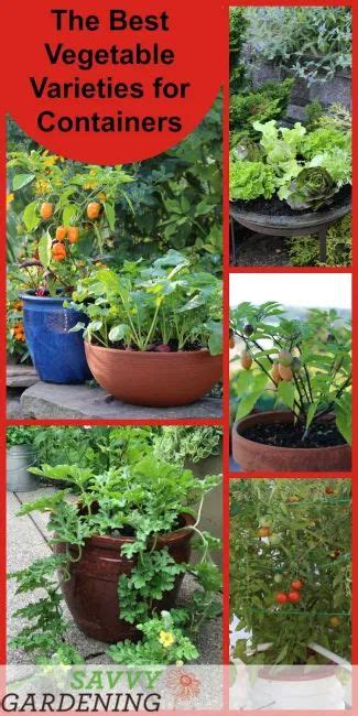 Container Vegetable Plants: The Best Varieties for Success | Container gardening, Growing ...