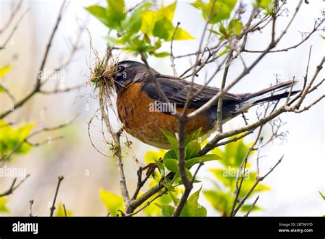 An adult North American Robin collecting nesting material in the late spring in Canada Stock ...