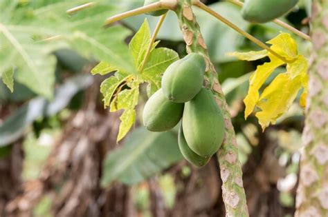 Premium Photo | Papaya fruit on tree ready for harvest