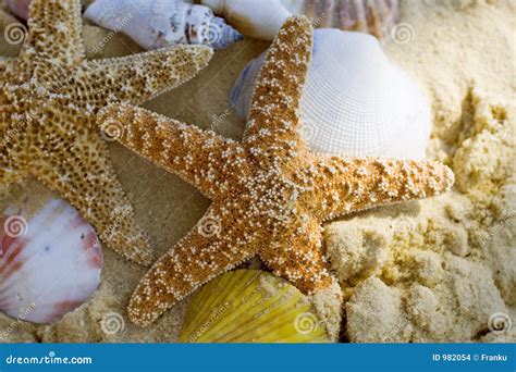 Starfish and Shells on the Beach Stock Photo - Image of shore, underwater: 982054