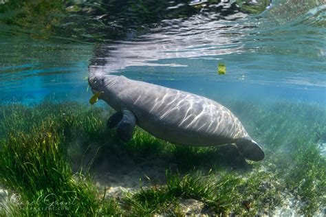 Manatee Eating Seagrass