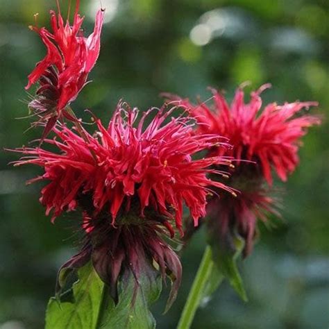 The Future Forests Monarda Cambridge Scarlet More is our store’s newly launched 2021 product on ...