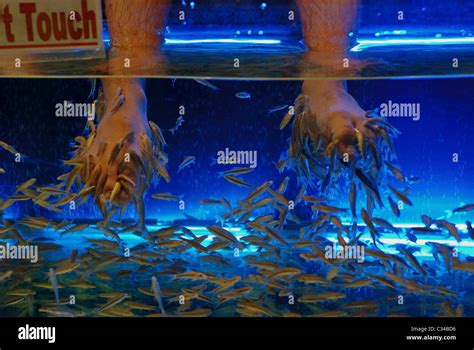 Fish Pedicure or Fish Spa Stock Photo - Alamy