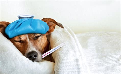 Dog Flu Outbreak Is On The Rise: Beware These 6 Symptoms