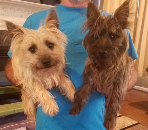 Cairn Terrier Puppies For Sale | Taylors, SC #299878