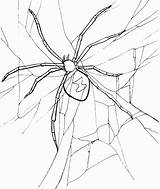 Spider Coloring Pages Printable sketch template