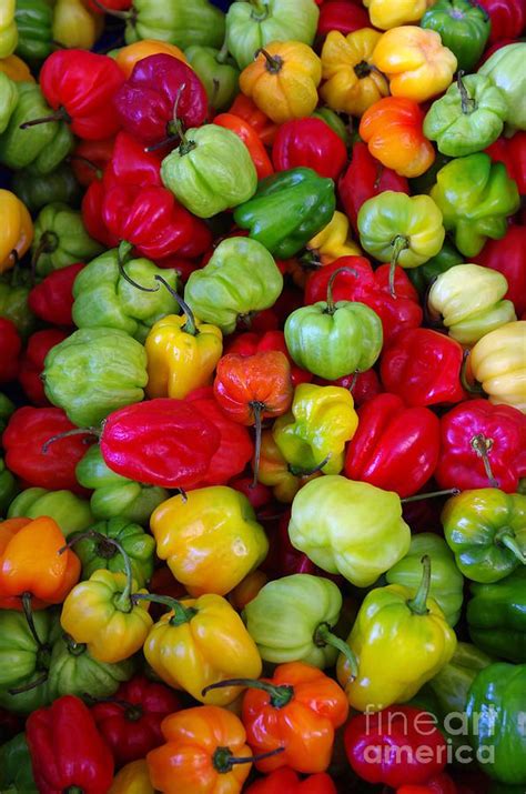 Colorful Chili Pepper by Carlos Caetano | Stuffed peppers, Haitian food recipes, Pepper plants