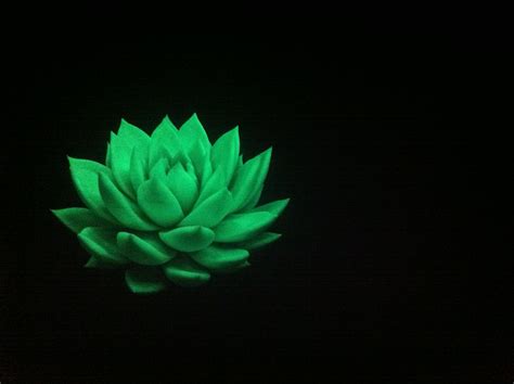 Glow In The Dark Plants - Plant Ideas