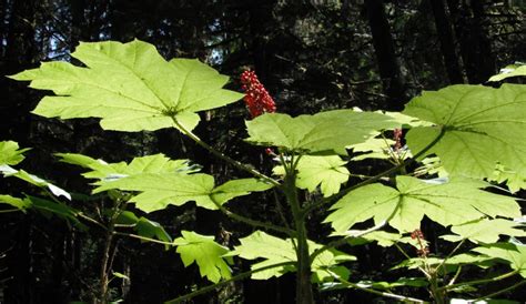 Devil’s Club, Oplopanax horridus | Native Plants PNW