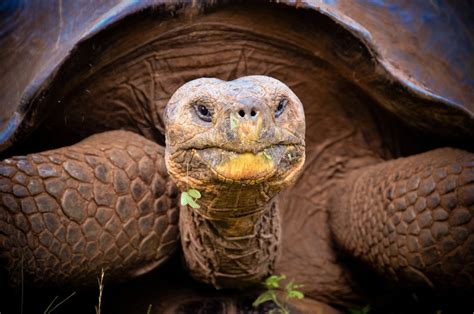 Giant Galápagos Tortoise Believed Extinct for Over 100 Years Spotted ...