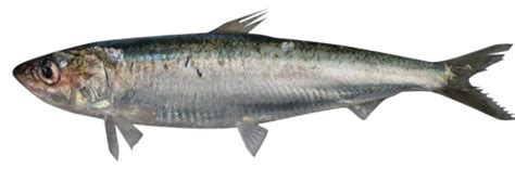 European pilchard - Alchetron, The Free Social Encyclopedia