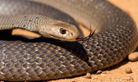 Eastern Brown Snake Bite: Why it has Enough Venom to Kill 58 Humans & How to Treat It - A-Z Animals