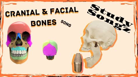 Cranial and Facial Bones Song - Study Songz - Bones of the Skull - YouTube