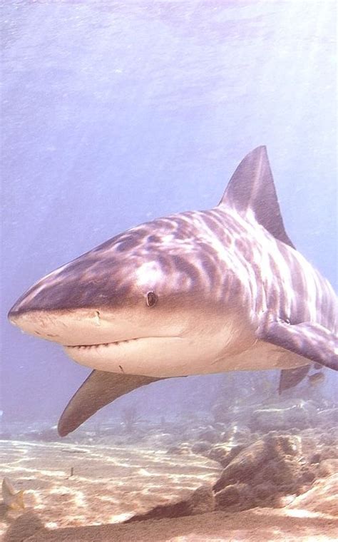 Pin by Aislinn McCabe on Magnificent Creatures | Bull shark, Shark, Ocean creatures