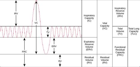 Gas Exchange across Respiratory Surfaces | Biology II