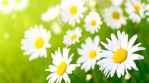 🔥 [40+] White Daisy Wallpapers | WallpaperSafari