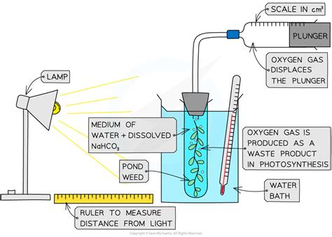 CIE A Level Biology复习笔记13.2.2 Investigating the Rate of Photosynthesis ...