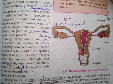 Female Reproductive System Anatomy